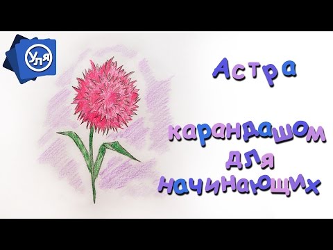 Видео: Как нарисовать астру // Как нарисовать цветок карандашом для начинающих