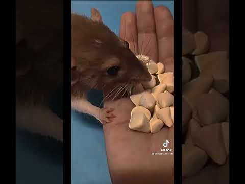 Видео: фурри рапторы скул доги из тт