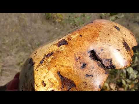 Видео: Граб , кап , шпальт