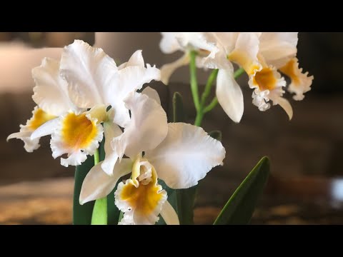 Видео: Каттлея персивалиана . Уход за каттлей. Cattleya percivaliana. Свет , полив каттлеи. Период покоя .