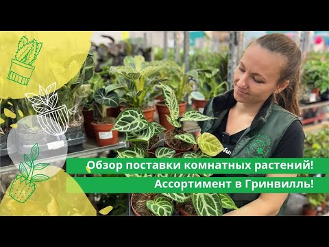 Видео: Обзор новой поставки комнатных растений в Гринвилль!