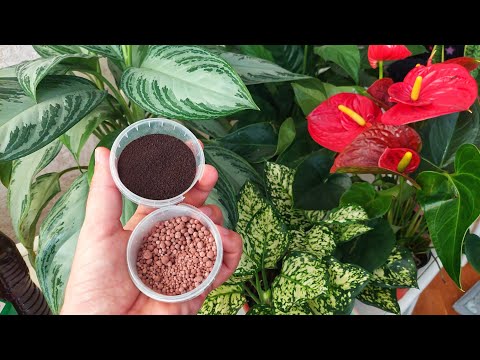 Видео: Гулларингиз баргини ёрқин, чиройли, кўм-кўк қиладиган энг зўр озуқа. НАТИЖА 100%.