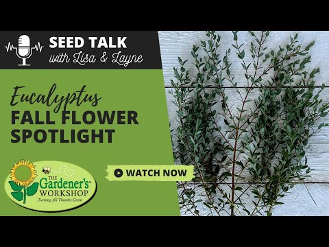 Видео: Seed Talk #138 – Эвкалипт: осенний цветок в центре внимания