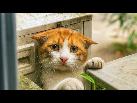 Видео: Кошка боялась людей, но не уходила от дома...Женщина не понимала почему...Когда узнала — было поздно
