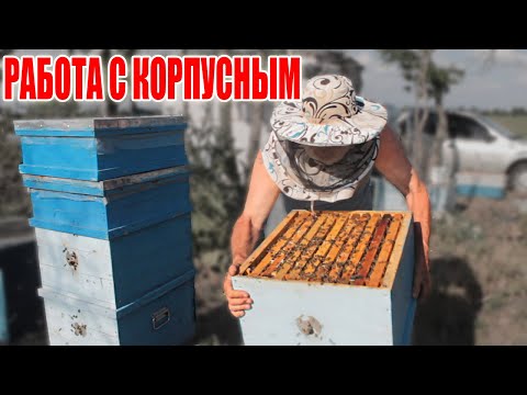 Видео: Как ПРАВИЛЬНО работать с КОРПУСНЫМ УЛИЕМ. Пчеловодство 2020. Пчеловодство для начинающих