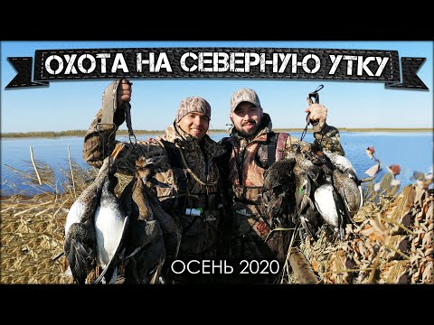 Видео: Охота на северную утку 2020 | Оторвались по перелетной