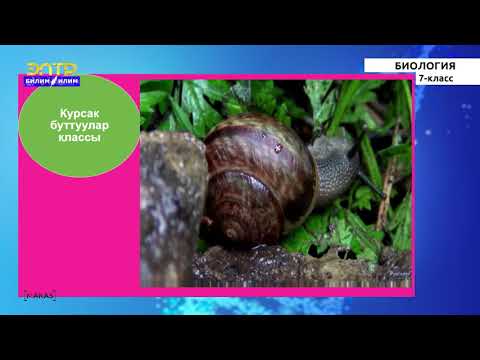 Видео: 7-класс |  Биология  | Моллюскалар же жумшак денелүүлөр тибине жалпы мүнөздөмө
