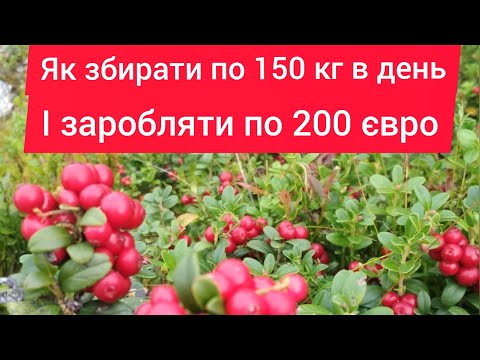 Видео: "Сезонний збір лісових ягід в Швеції: досвід та поради новачкам для заробітку до 200 євро в день"