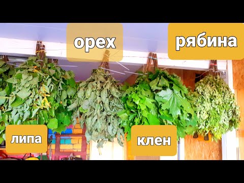 Видео: ✅Банные веники из липы, клена, орешника и рябины - от каких болезней, польза #здоровье #health
