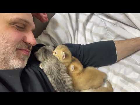 Видео: Котята пришли к Бате 😊