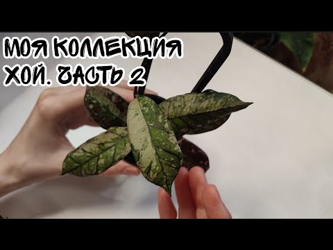 Видео: Все мои хойи. Коллекция хой. Часть 2:хойя Gunung gading silver, clemensiorum и др.