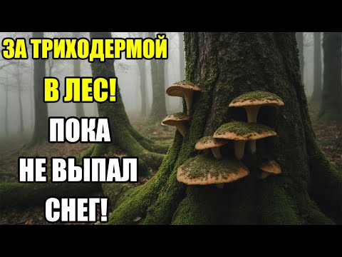 Видео: УСПЕЙ ДО СНЕГА! Где найти натуральную триходерму в лесу и как использовать её на огороде
