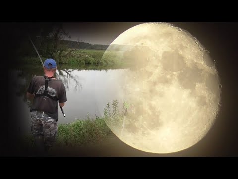 Видео: Трудовая рыбалка в сентябре на реке Свислочь. Забастовка сома. Сазан на фидер. Беларусь.