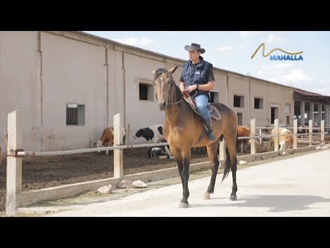 Видео: Ro`zg`orga baraka | Фермер хўжалигини гуллатаётган 26 ёшлик йигит  [23.05.2022]