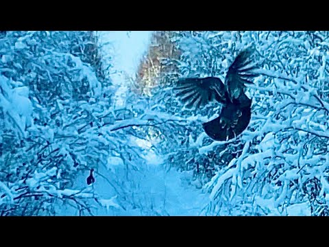 Видео: Суровая вахта в два года на краю земли ЧУМПУРУК Якутия