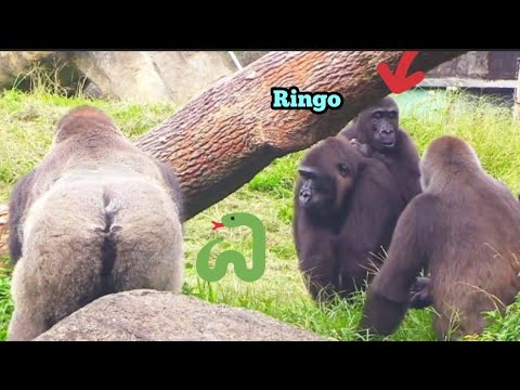 Видео: Ринго боится змеи и ложится на спину мамы, чтобы посмотреть😆🤣