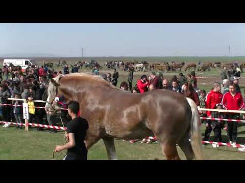 Видео: Конно състезание "КУПА ПОПИЦА" 2019