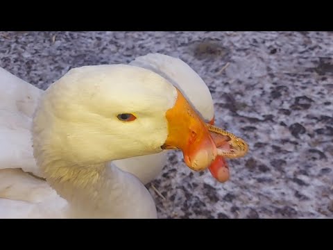 Видео: сформировал гусиную семью!!! сколько ГУСАКОВ сколько ГУСЫНЬ??