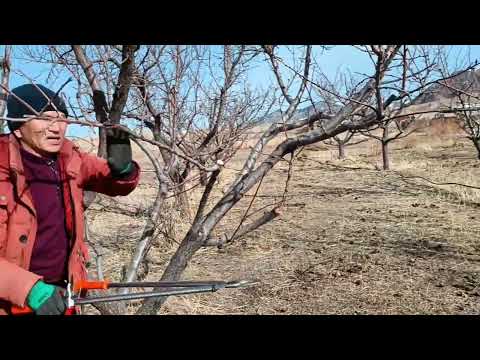 Видео: Коп жылдык абрикосту бутоо.