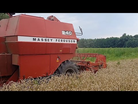Видео: Жатва.Молотим у бабы пшеницу.Комбайн MASSEY FERGUSON 240. Будни села.