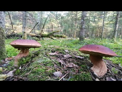 Видео: Белые боровички в сосновом бору