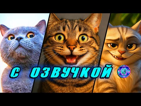 Видео: 🔥 Приколы с КОТАМИ! - С ОЗВУЧКОЙ! СМЕШНЫЕ КОТЫ! Самые смешные животные! Попробуй не засмеяться! 2025