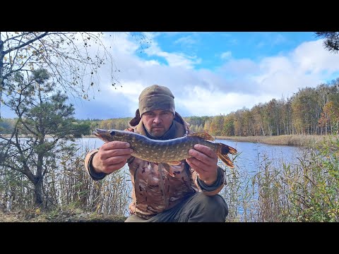 Видео: Рибалю на лісовому озері. Нарешті хоть рибу побачив.