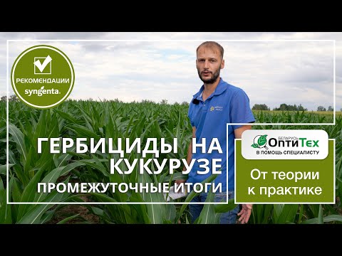 Видео: Гербициды на кукурузе. Промежуточные итоги. Опытное поле БГСХА.