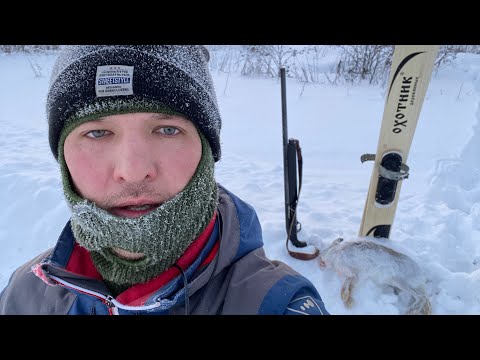 Видео: Охота на зайца 2025.С полем .#hunting #дичь# #animals#охотассобакой #заяц#deer#nature