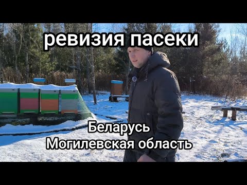 Видео: Ревизия пасеки 5 февраля🗓️ Сколько семей погибло?🤔 Беларусь Могилевская область🌍 #рекомендации