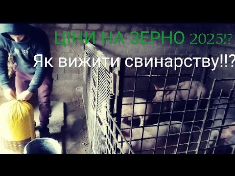 Видео: 🛑Ціни на Зерно 2025⁉️🤔 Як вижити Свинарству 🐷⁉️🐖Робочі моменти🤫