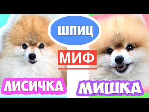 Видео: Шпиц Мишка и Лисичка | ЕСТЬ ЛИ РАЗНИЦА