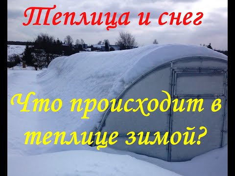 Видео: Что происходит в теплице зимой. Как зимует клубника в теплице.