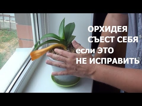 Видео: ОРХИДЕЯ СЪЕСТ сама себя  ПОЭТОМУ у ЗДОРОВОЙ ОРХИДЕИ ЖЕЛТЕЮТ нижние ЛИСТЬЯ