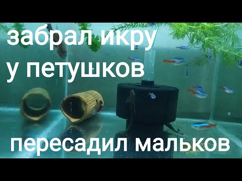 Видео: Петушки к Неонам, Много работы на разводне, мальки, икра , пересадка.