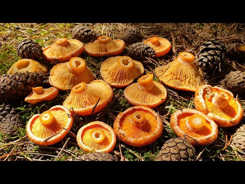 Видео: РЫЖЕЕ СЧАСТЬЕ ! Рыжики , зонтики , дубовик , синяк , БЛЕДНАЯ ПОГАНКА и польский гриб ! Грибы 2020 !