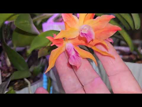 Видео: Прогулка по орхидеям (WEWA) 18.10.25