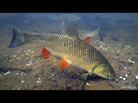 Видео: Поклёвки Голавля в Речном Коряжнике! Гречка с чесноком в деле!