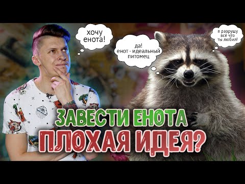 Видео: ЕНОТ У ВАС ДОМА | ВСЕ ОСОБЕННОСТИ СОДЕРЖАНИЯ