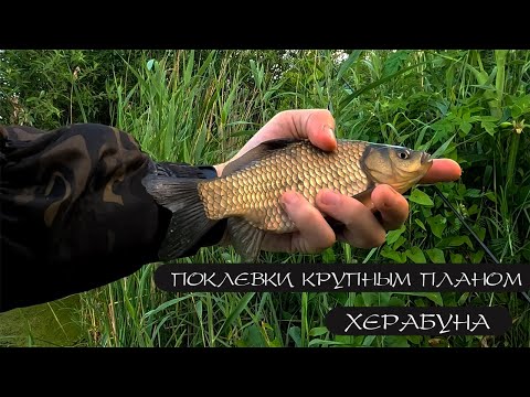 Видео: КАРАСЬ НА ЛЕТНЕЙ ЗОРЬКЕ. Херабуна.