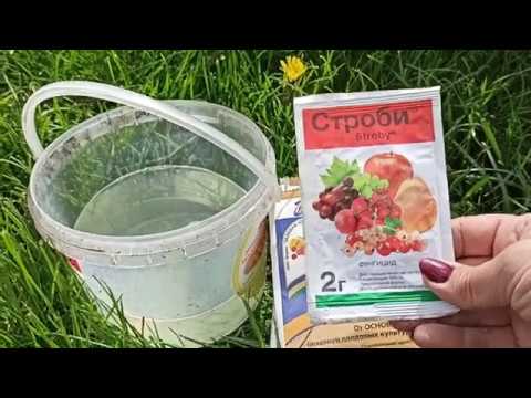 Видео: Монилиоз!!! Срочно спасаем сад ! Сохнут веточки на абрикосе, вишне, черешне? Это - болезнь монилиоз.