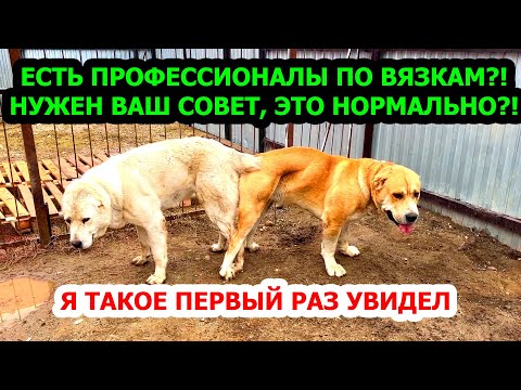 Видео: Я первый раз такое вижу во время вязки! Вязка Сармата и Дайры, второй и третий день! Серёгины собаки