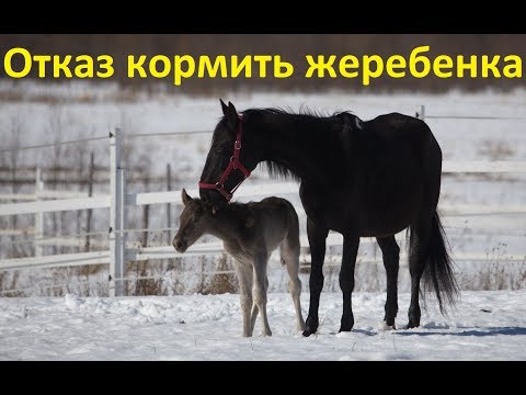 Видео: Кобыла отказывается кормить новорожденного  жеребёнка. Как быть?