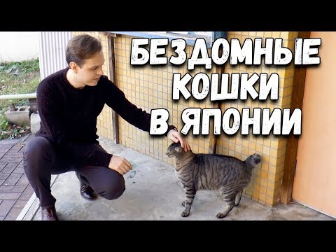 Видео: Как живут БЕЗДОМНЫЕ КОШКИ в Японии. Милые японские кошки рядом с моим домом в Токио