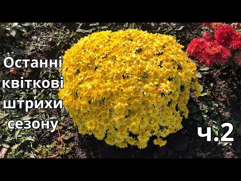 Видео: Останні квіткові штрихи сезону. ч.2