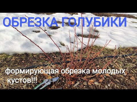 Видео: обрезка голубики