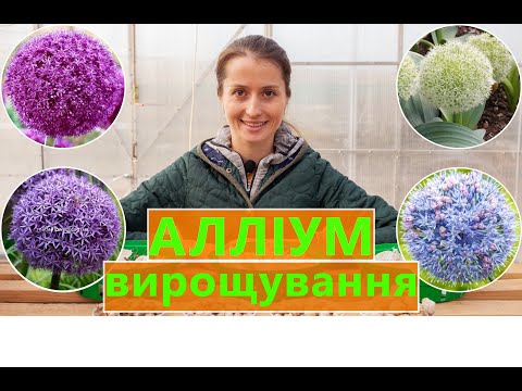 Видео: АЛЛІУМ 🌺 ПОСАДКА, ДОГЛЯД ТА ВИРОЩУВАННЯ 📝 ВІД А ДО Я