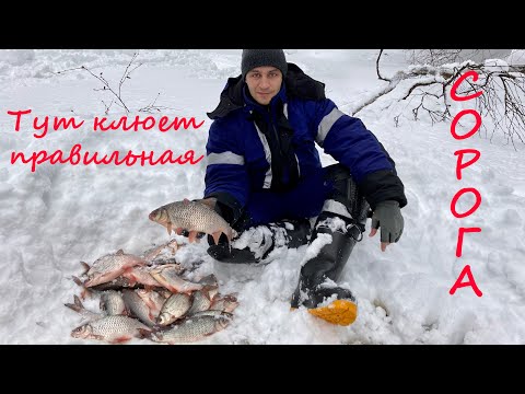 Видео: Скажем глухозимью нет, мама-сорога шлет всем привет. Расширенная версия . Зимняя рыбалка.