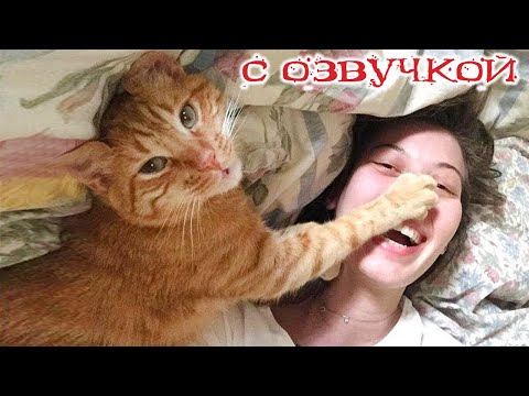 Видео: Приколы с котами! Смешные коты! С ОЗВУЧКОЙ! Самые смешные животные! ПОПРОБУЙ НЕ ЗАСМЕЯТЬСЯ!