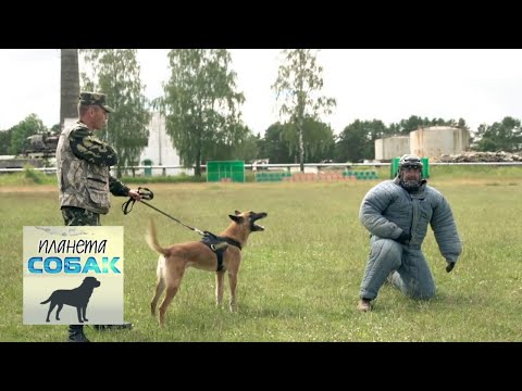Видео: Пограничные собаки. Планета собак 🌏 Моя Планета